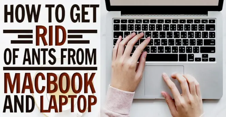 How to Protect Laptop from Ants?